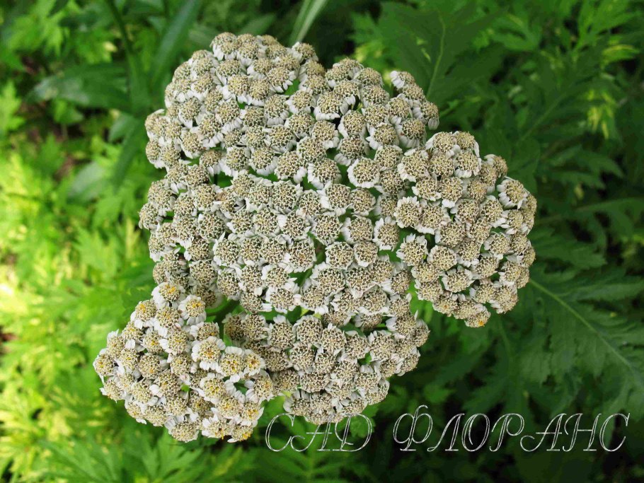 Пижма белая