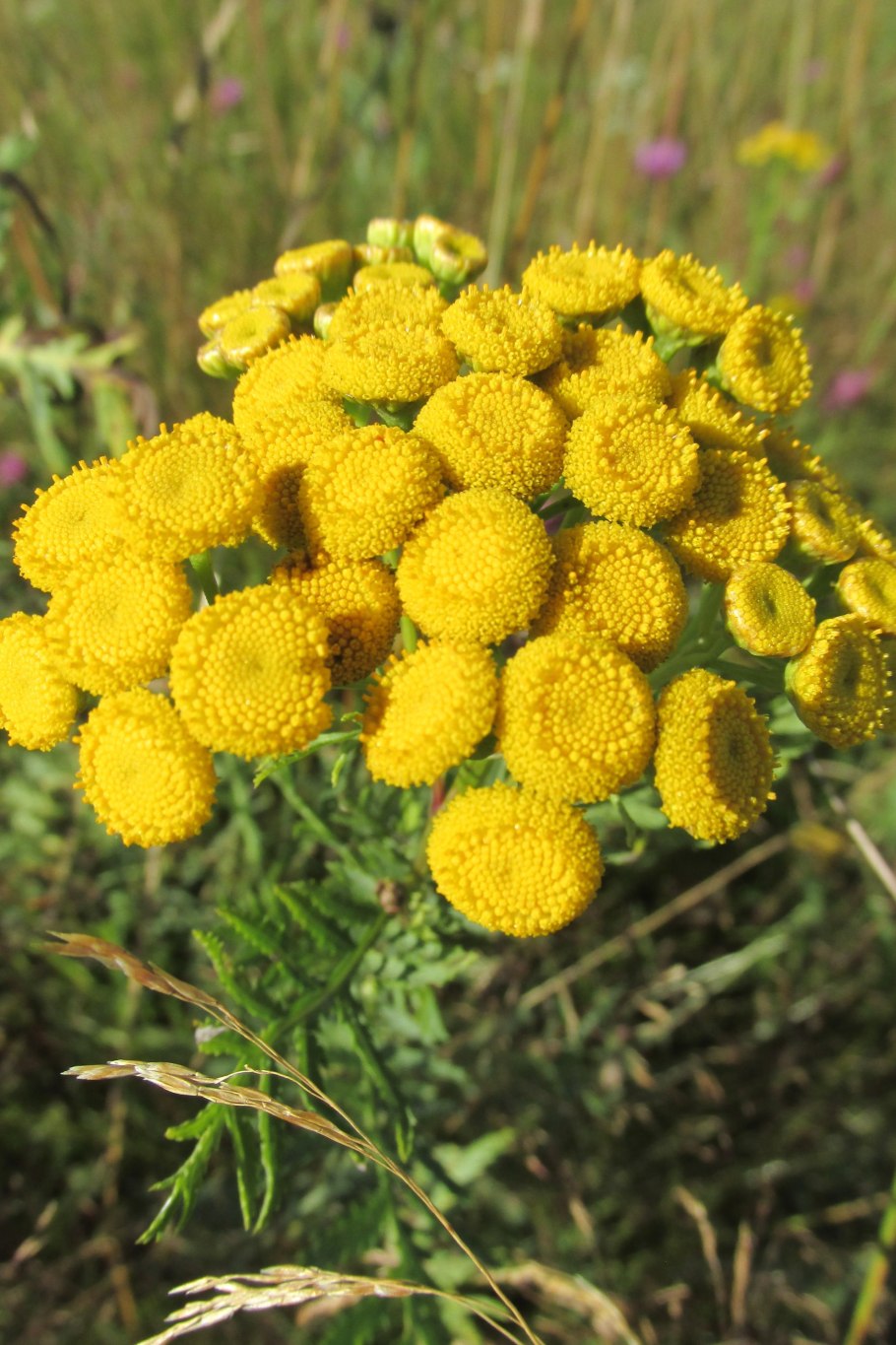 Пижма обыкновенная листья