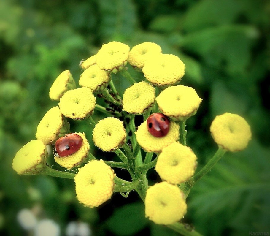 Пижма декоративная Криспа