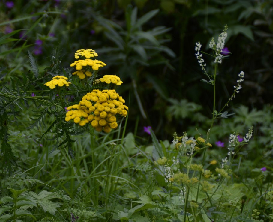 Пижма Гарадянова зимостойкость
