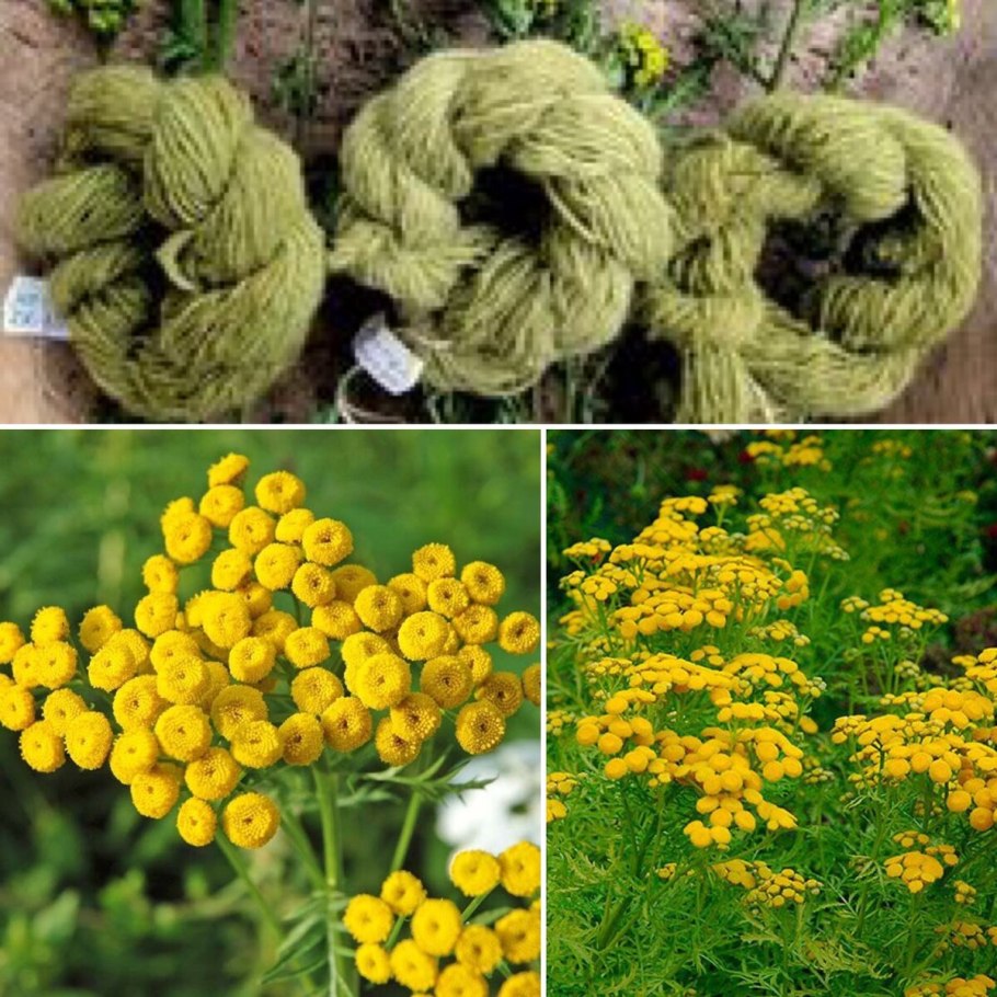 Пижма кудрявая