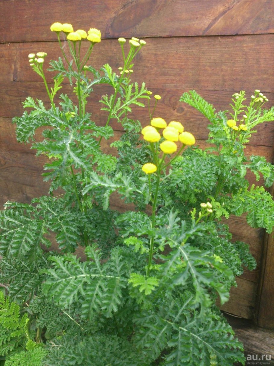 Пижма декоративная Криспа