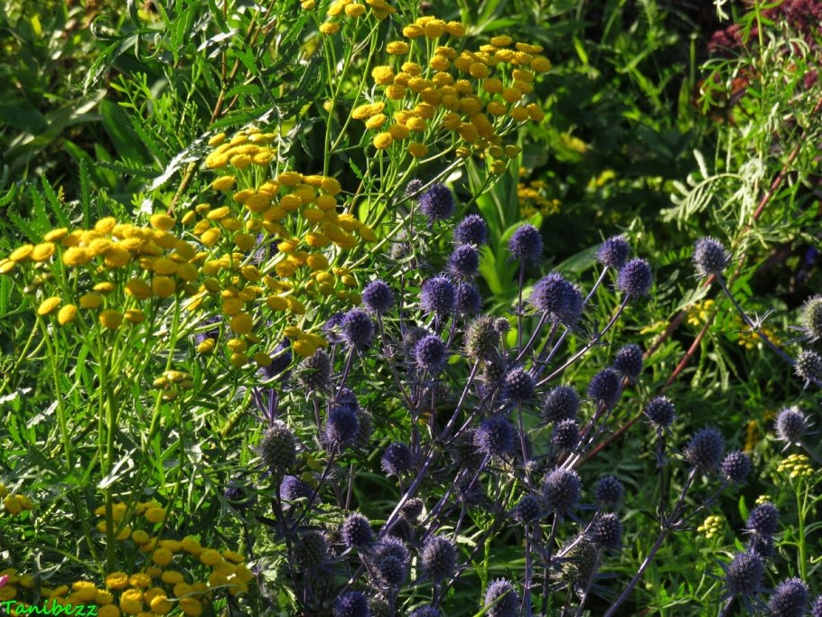 Полевые цветы пижма