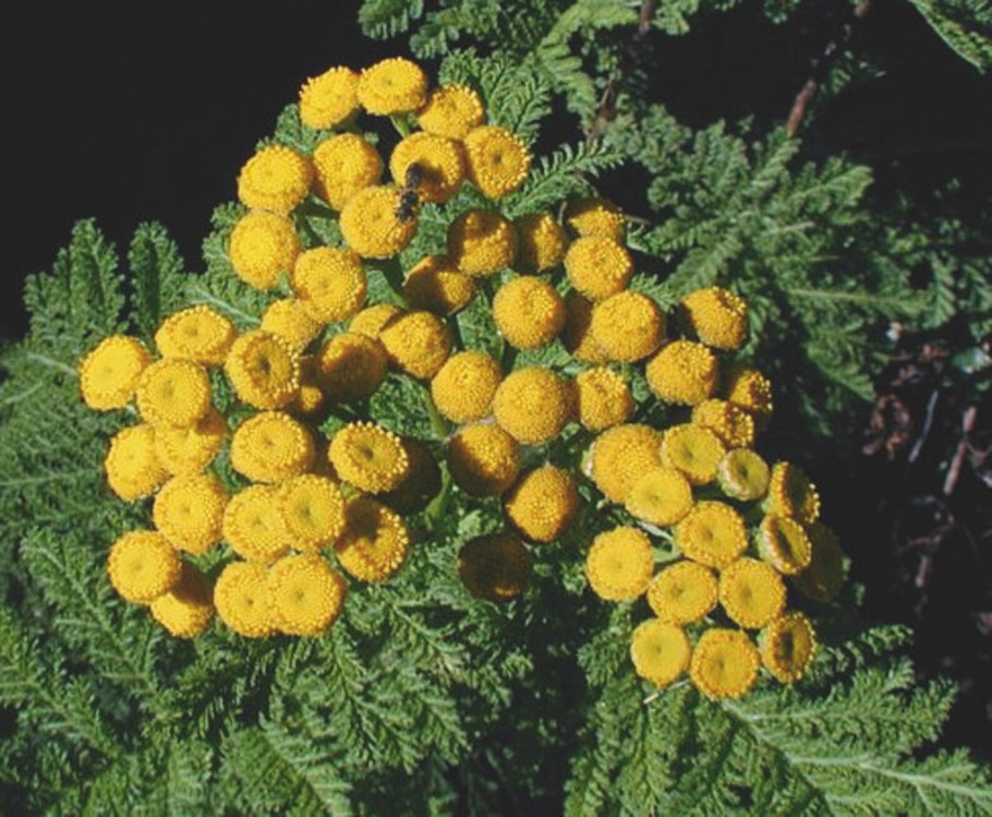 Пижма кучерявая