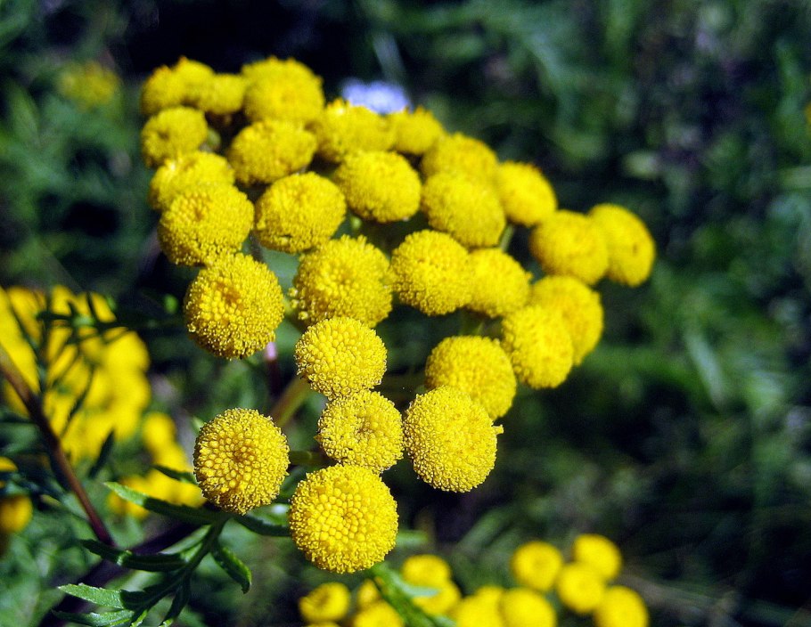 Пижма серебристая