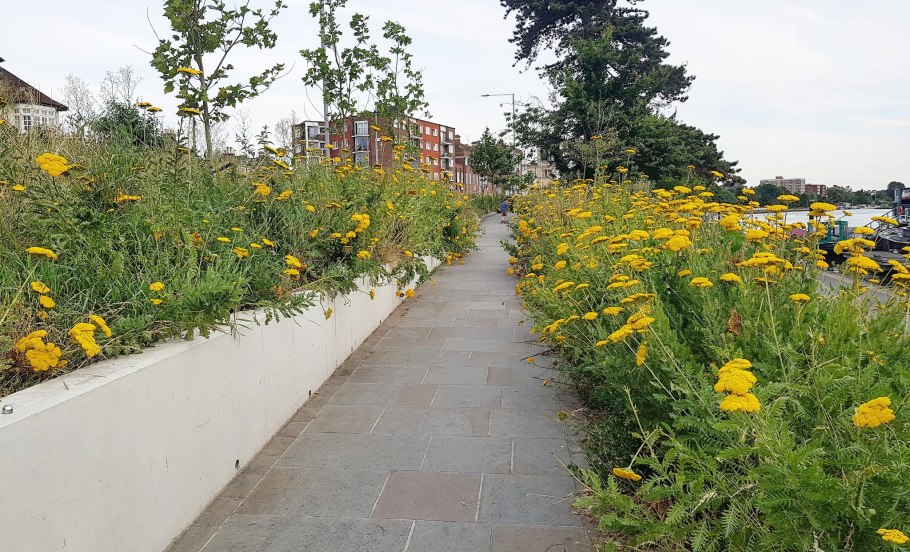 Пижма гуронская