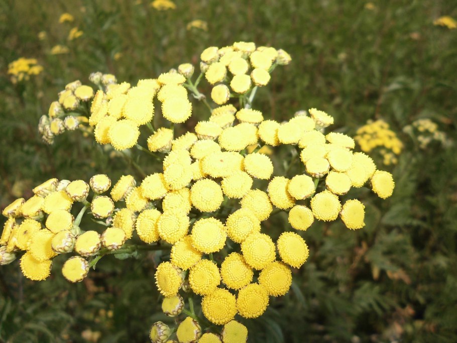 Пижма тысячелистниковая