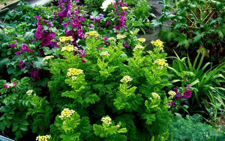 Пижма Криспа