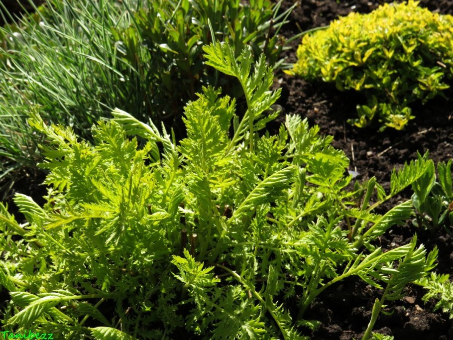 Пижма бальзамическая