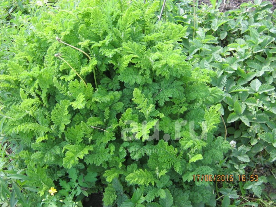 Пижма бальзамическая Криспа