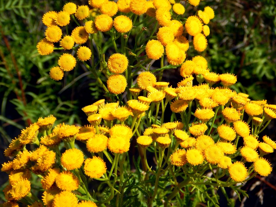 Пижма Полынь Карасин