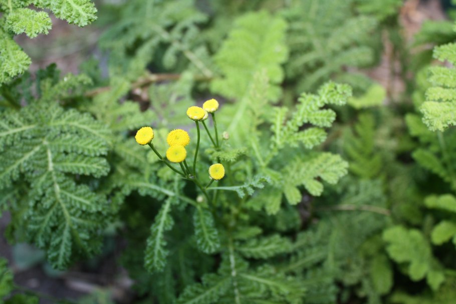 Пижма обыкновенная (Tanacetum vulgare)