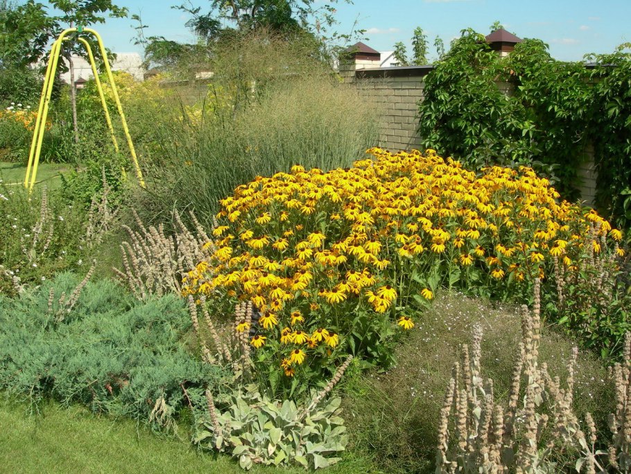 Пижма Садовая декоративная