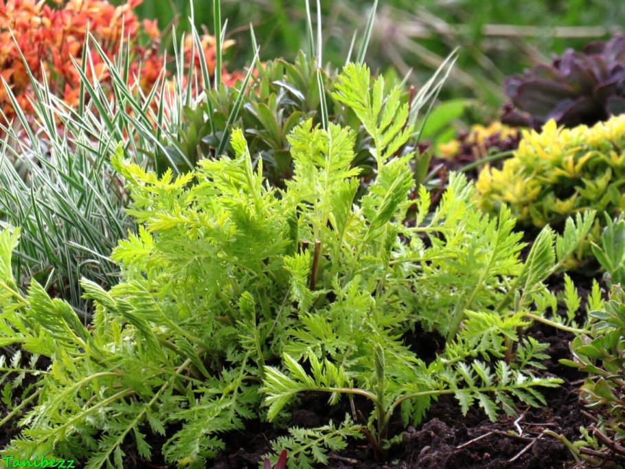 Пижма декоративная Криспа