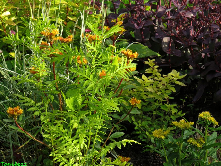Пижма Хараджана (Tanacetum haradjanii).