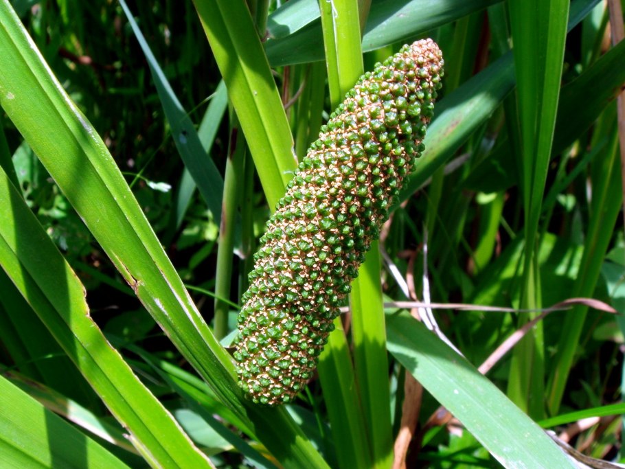 АИР обыкновенный - Acorus Calamus