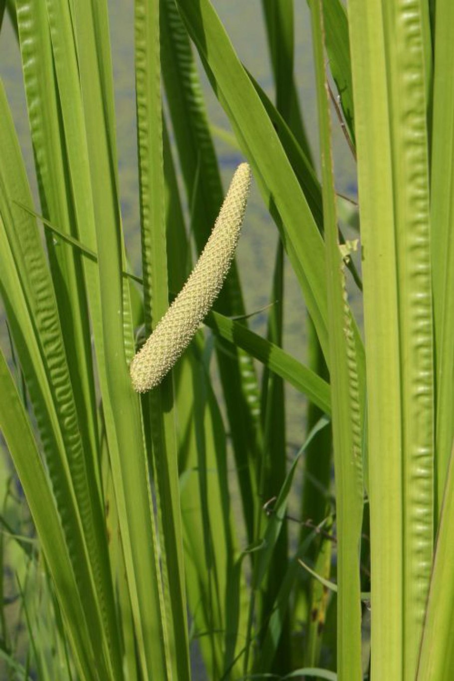 АИР болотный (Acorus Calamus)
