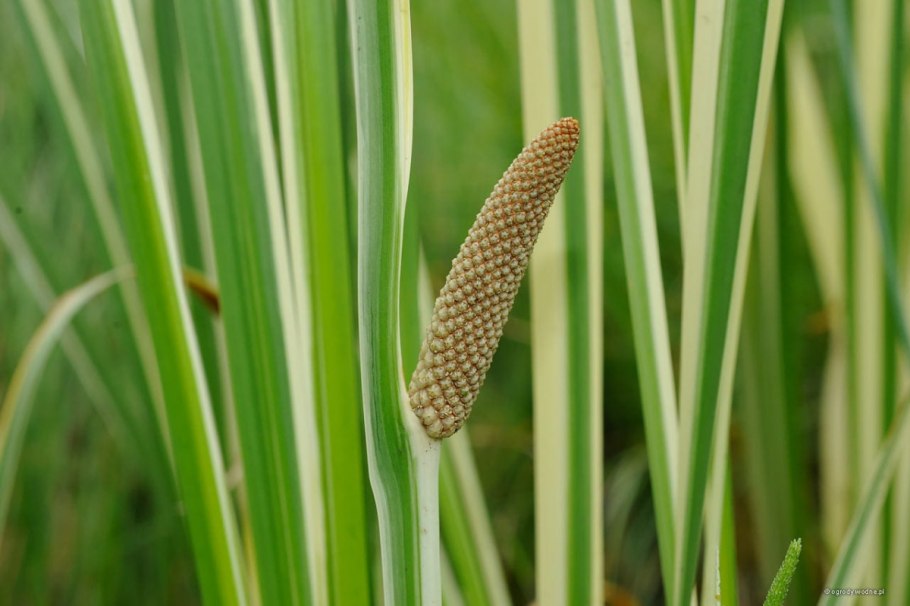 АИР болотный (Acorus Calamus)