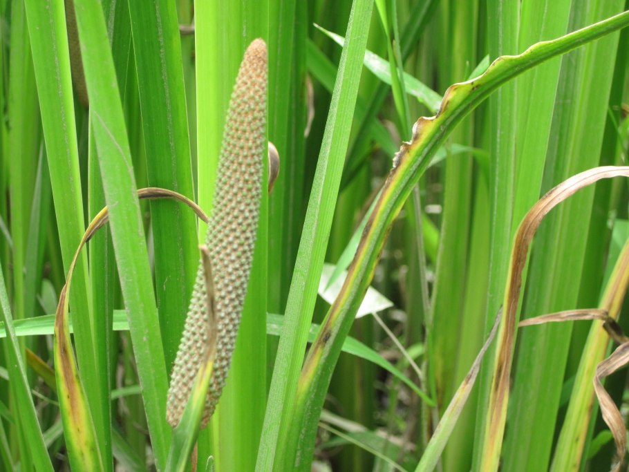 Ротанговая Пальма (Calamus)
