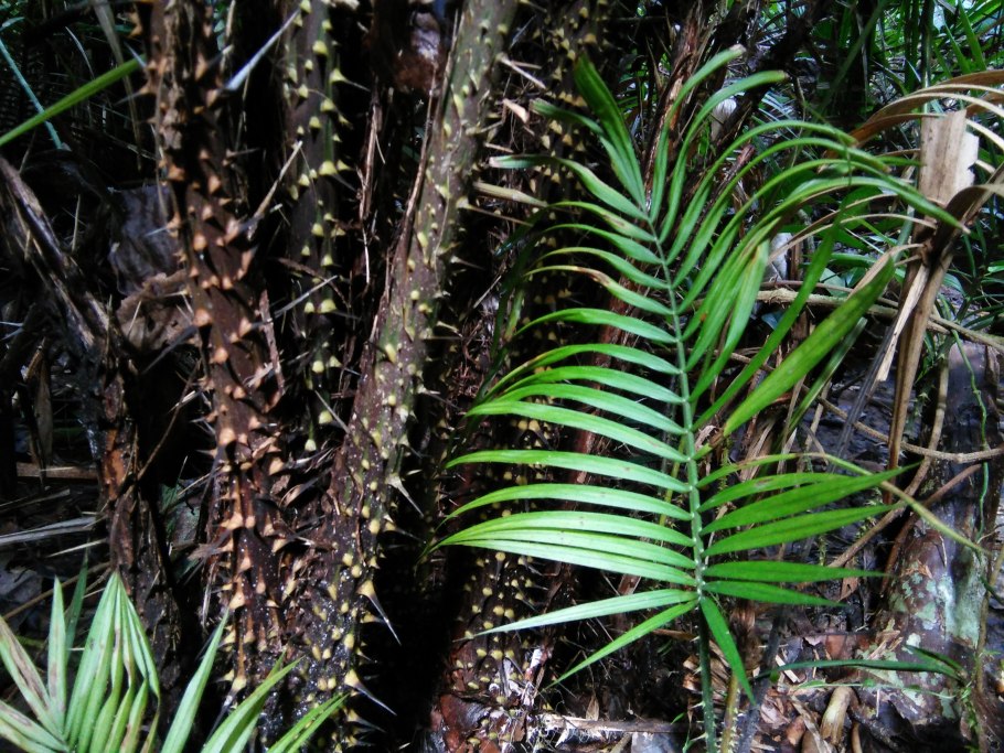 Ропалостилис пальма