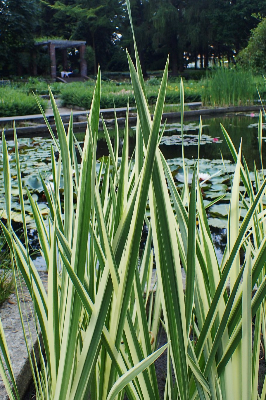 АИР болотный соцветие