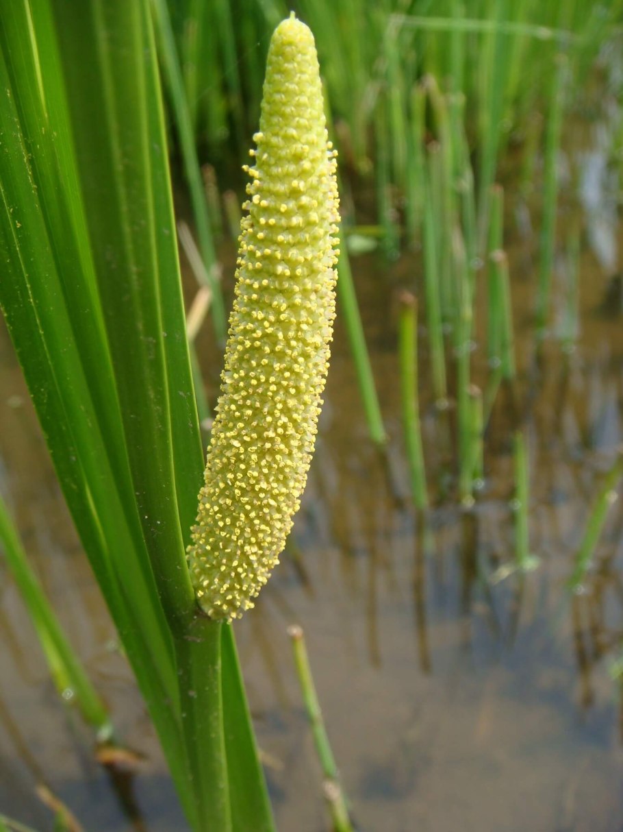 АИР обыкновенный корневища