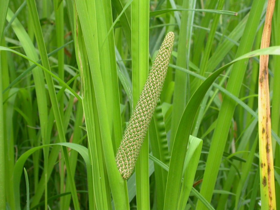 АИР обыкновенный - Acorus Calamus