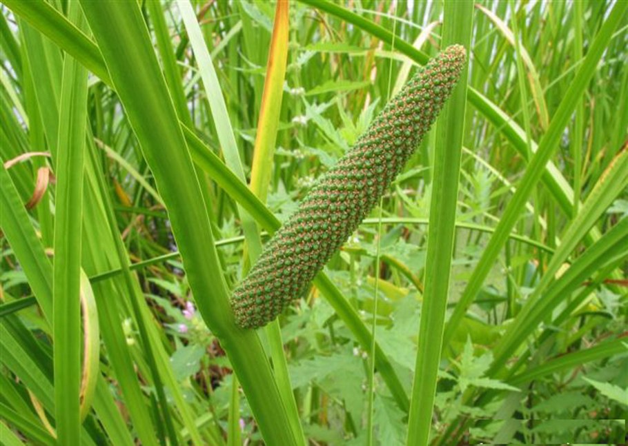 Трава АИР болотный