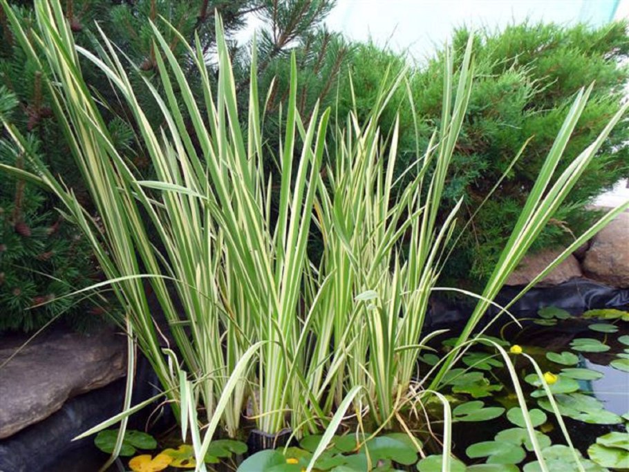 АИР болотный