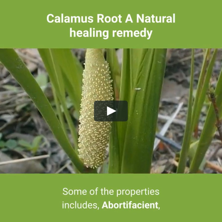 Аир обыкновенный - acorus calamus