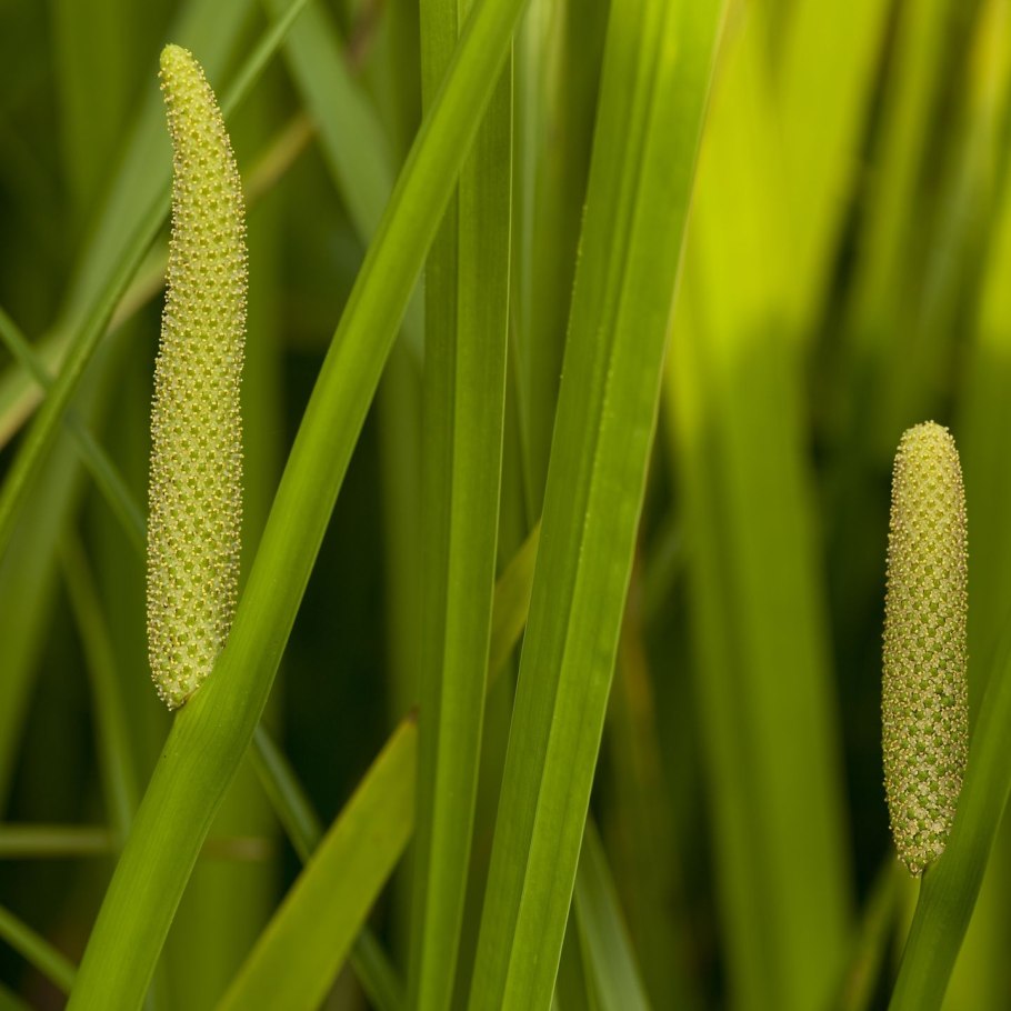 Аир обыкновенный - acorus calamus