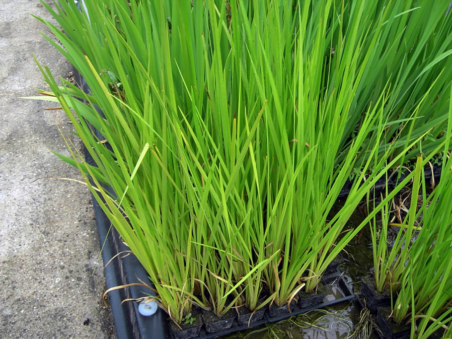 АИР болотный корневая система