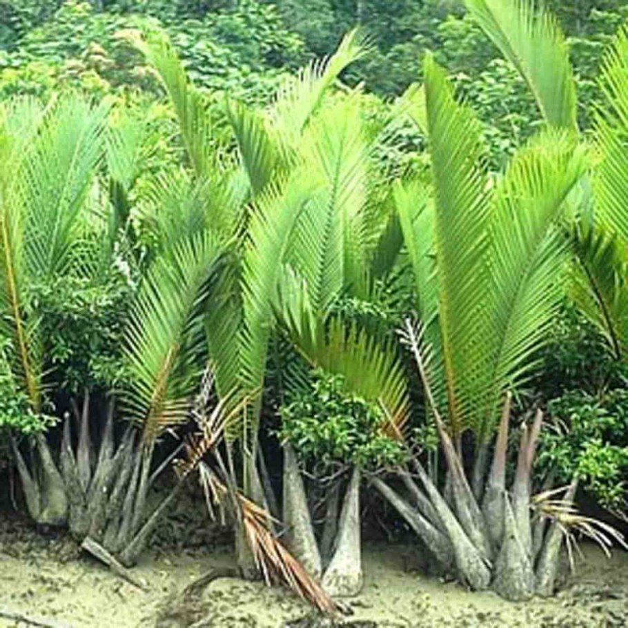 Ротанговая Пальма Calamus zeylanicus