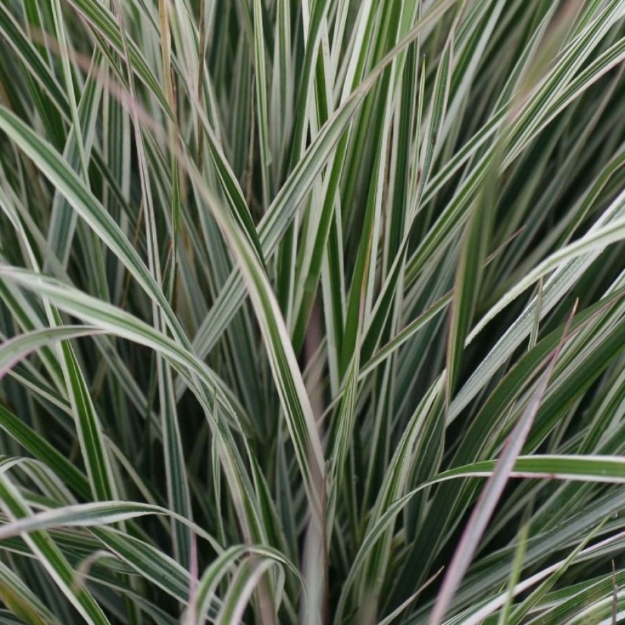 АИР болотный (Acorus Calamus)