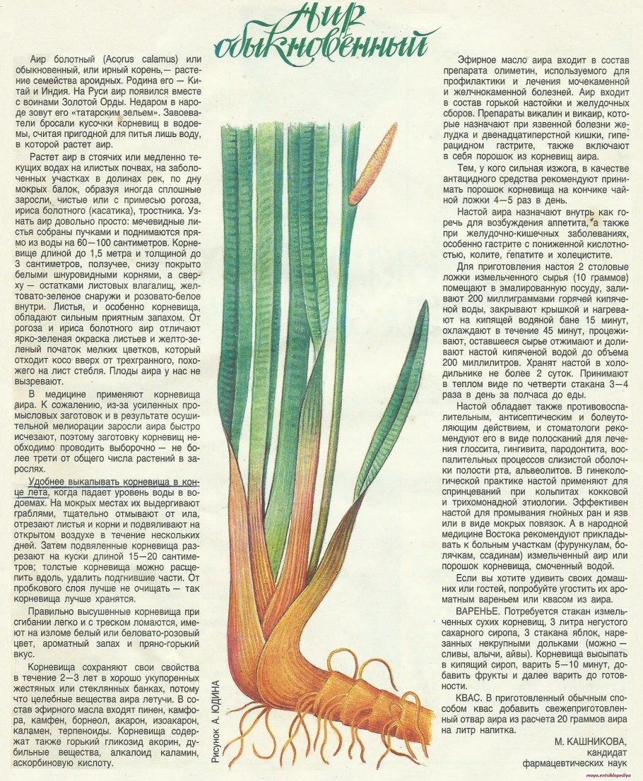 Ротанговая Пальма Calamus ovoideus