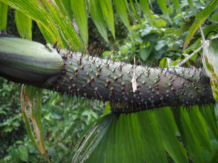 АИР Acorus Calamus variegatus
