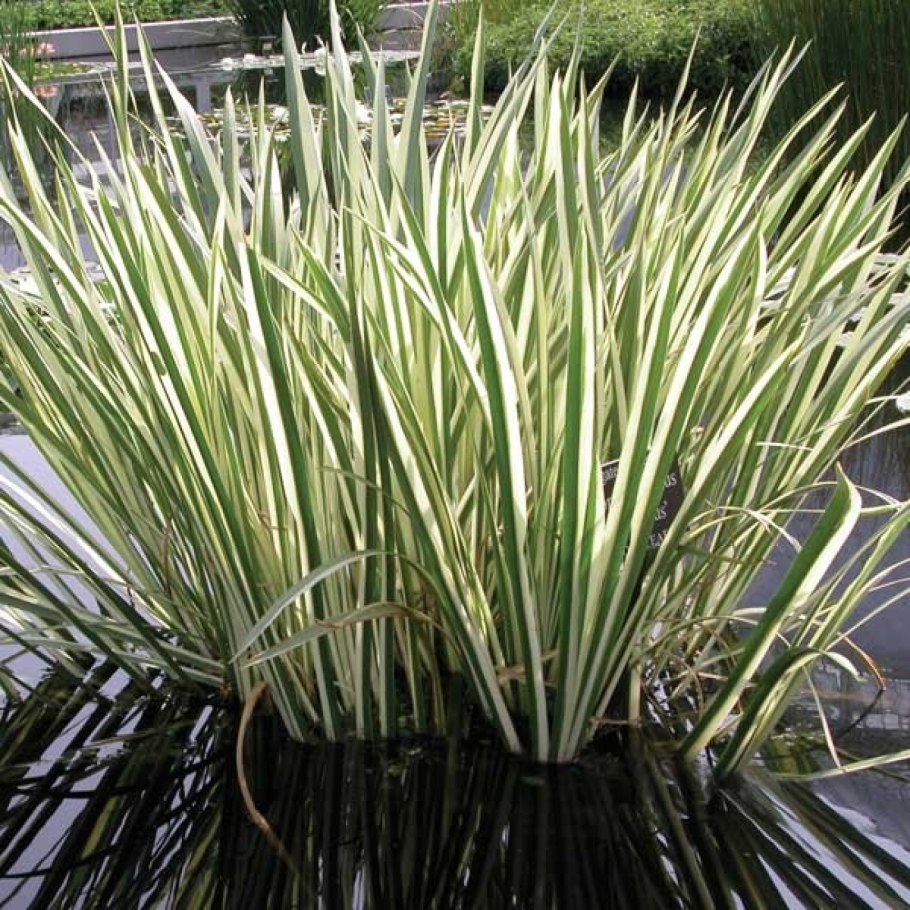 Acorus Calamus variegatus