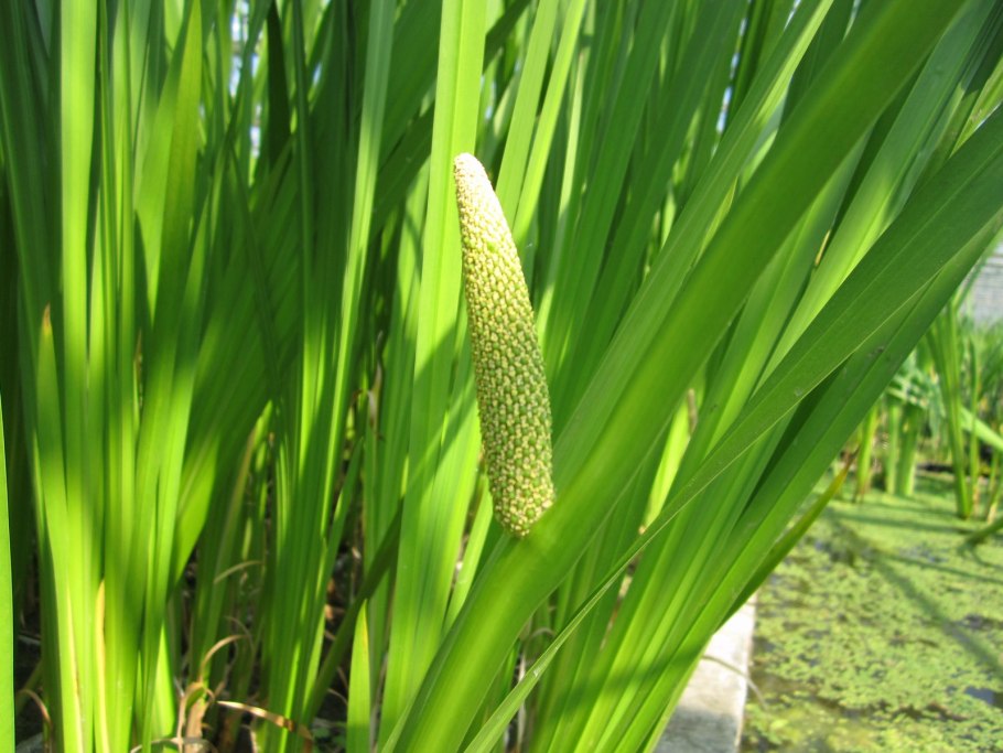 АИР (Acorus Calamus),