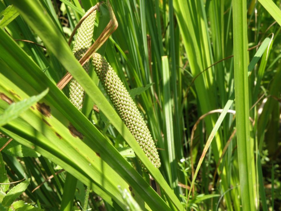 АИР обыкновенный - Acorus Calamus