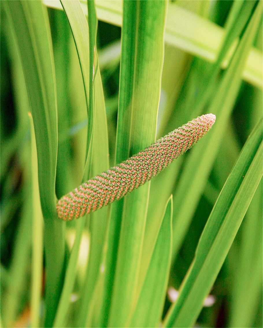 АИР обыкновенный - Acorus Calamus