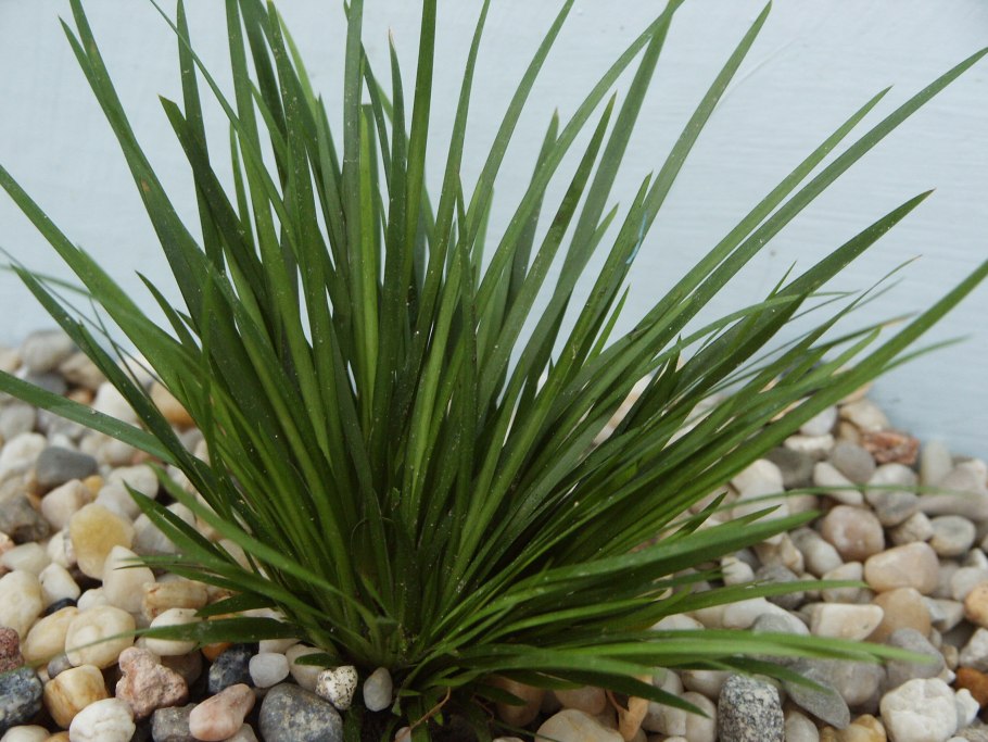 Акорус (Acorus) variegatus