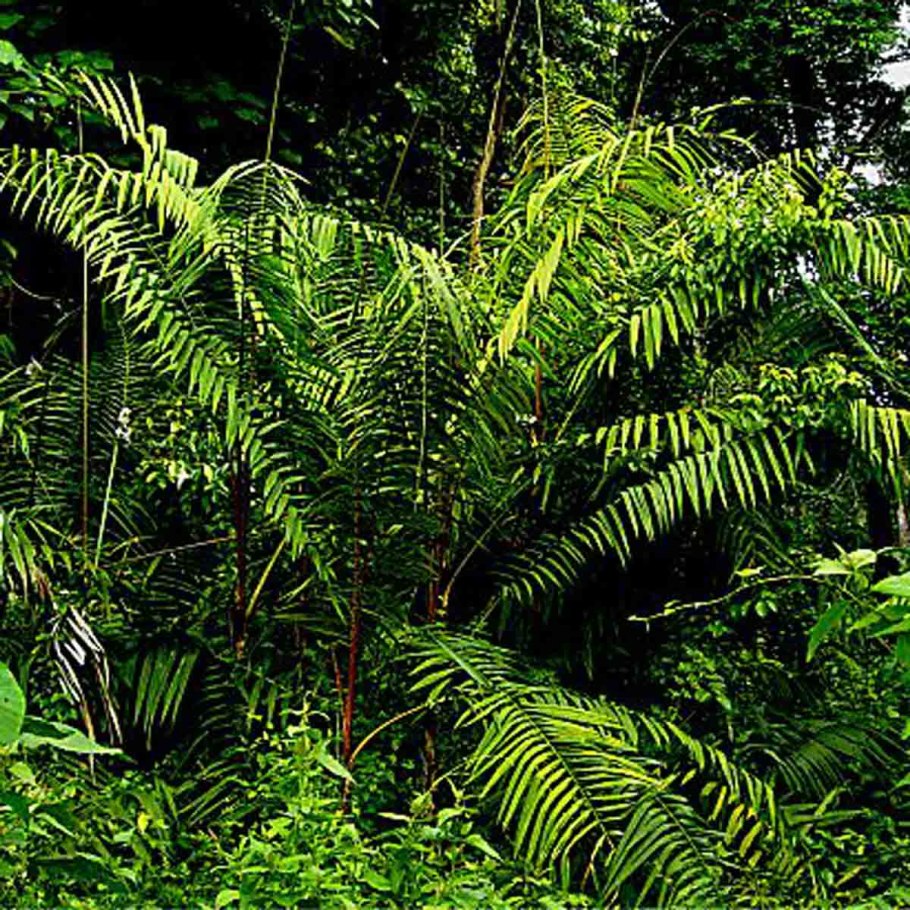 АИР обыкновенный корневища