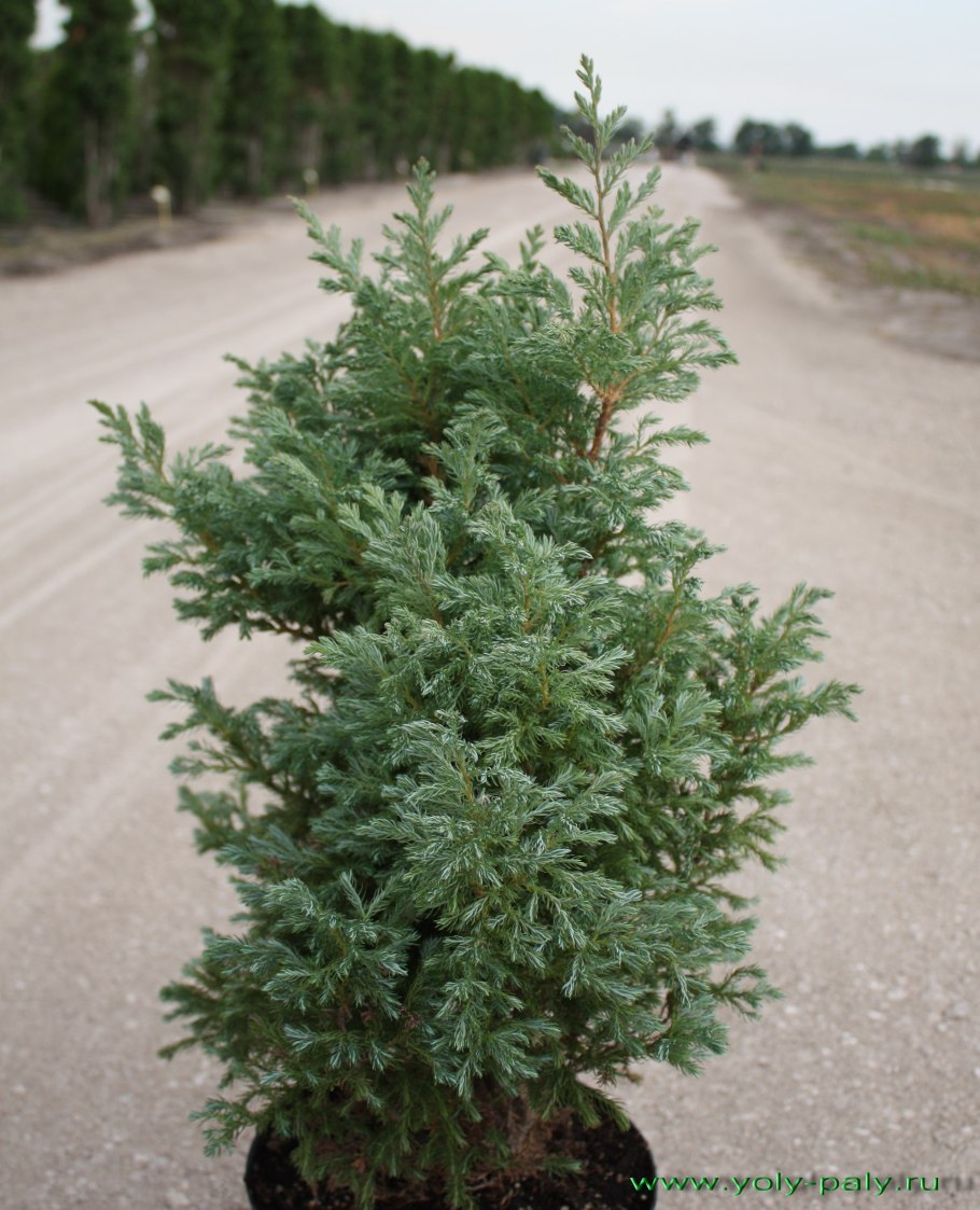 Chamaecyparis obtusa 'Lemon Twist'
