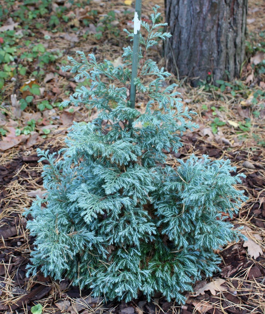 Кипарисовик горохоплодный «булевард» Chamaecyparis pisifera “Boulevard”