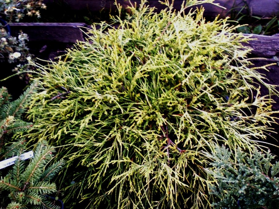 Chamaecyparis pisifera filifera Nana