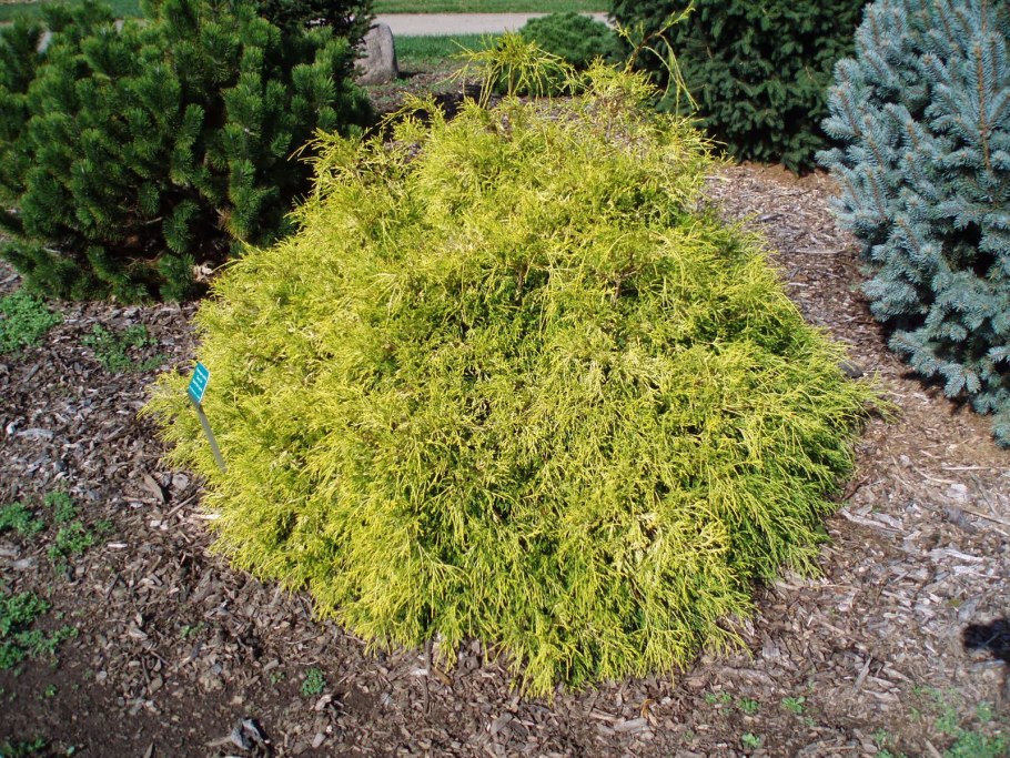 Chamaecyparis pisifera 'Nana Bergh's'
