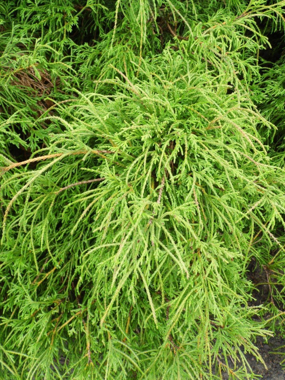 Chamaecyparis pisifera шишки