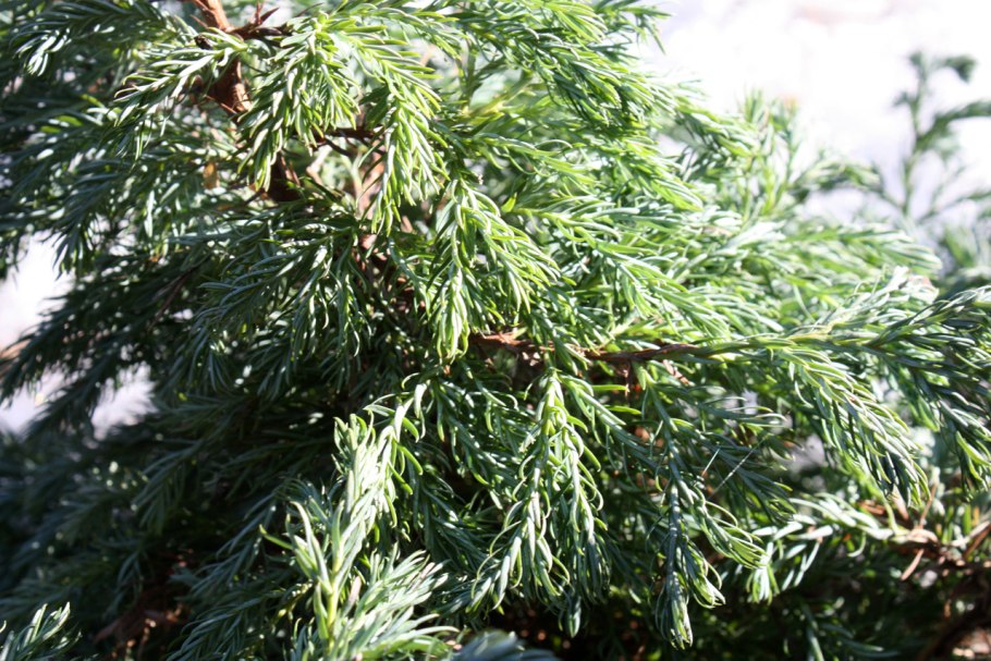 Chamaecyparis pisifera filifera Nana