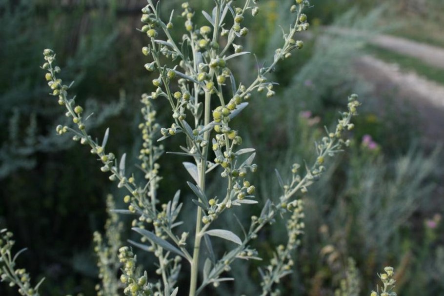 Полынь горькая (Artemísia absínthium).