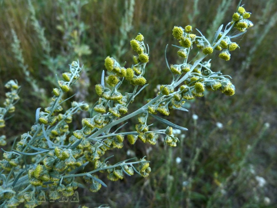 Полынь горькая (Artemisia absinthium)